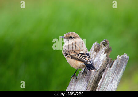 Vogel Bild von Hugh Harrop Stockfoto