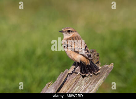 Vogel Bild von Hugh Harrop Stockfoto