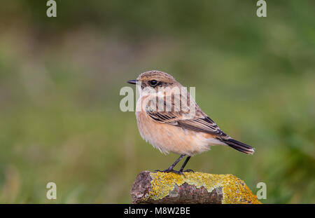 Vogel Bild von Hugh Harrop Stockfoto