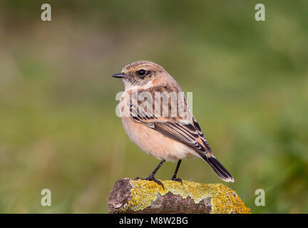 Vogel Bild von Hugh Harrop Stockfoto