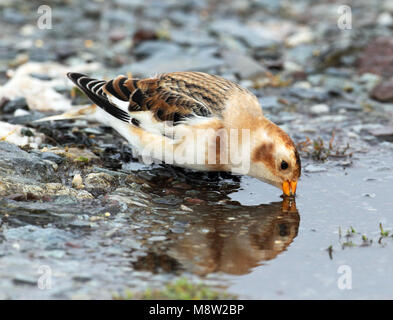 Sneeuwgors, Schneeammer, Plectrophenax nivalis Stockfoto