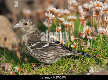 Vogel Bild von Hugh Harrop Stockfoto