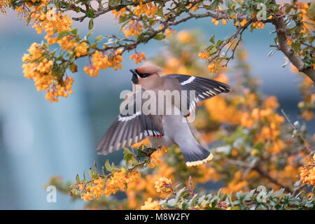 Pestvogel, Bohemian Waxwing Bombycilla garrulus, Stockfoto