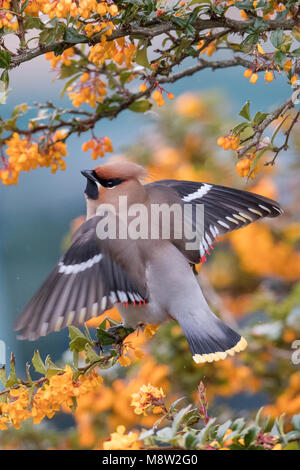 Pestvogel, Bohemian Waxwing Bombycilla garrulus, Stockfoto