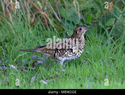 Vogel Bild von Hugh Harrop Stockfoto