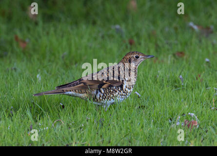 Vogel Bild von Hugh Harrop Stockfoto