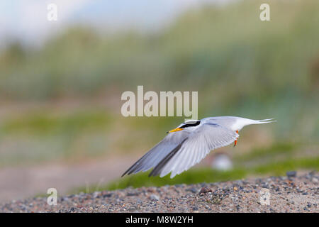 Dwergstern volwassen Vliegend; Zwergseeschwalbe erwachsenen Fliegen Stockfoto