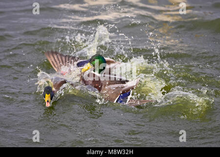 Wilde Eend mannetjes vechtend; Stockente Männchen kämpfen Stockfoto