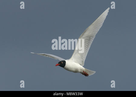 Zwartkopmeeuw volwassen Vliegend; Mediterranean Gull nach Fliegen Stockfoto