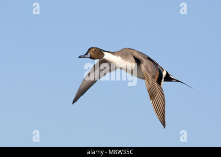 In Pijlstaart vlucht; nördliche Pintail im Flug Stockfoto