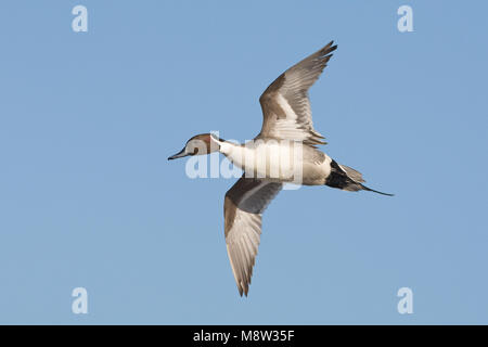 In Pijlstaart vlucht; nördliche Pintail im Flug Stockfoto