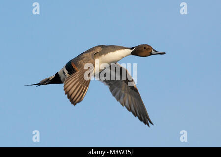 Pijlstaart mannetje in Vlucht; nördliche Pintail Männchen im Flug Stockfoto