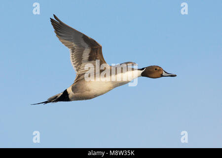 Pijlstaart mannetje in Vlucht; nördliche Pintail Männchen im Flug Stockfoto