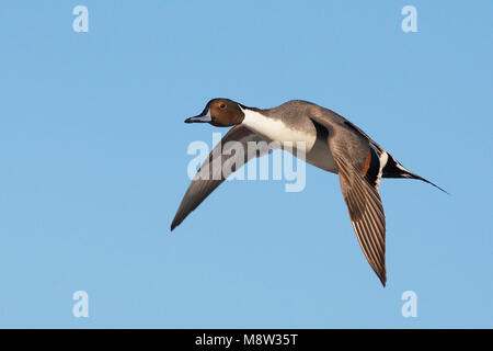 Pijlstaart mannetje in Vlucht; nördliche Pintail Männchen im Flug Stockfoto