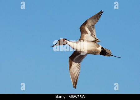 Pijlstaart mannetje in Vlucht; nördliche Pintail Männchen im Flug Stockfoto