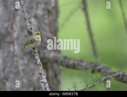 Pallass Blatt Warbler männlichen Gesang; Pallas Boszanger Mann zingend Stockfoto