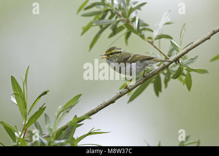 Pallass Blatt Warbler männlichen Gesang; Pallas Boszanger Mann zingend Stockfoto