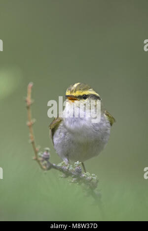 Pallass Blatt Warbler männlichen Gesang; Pallas Boszanger Mann zingend Stockfoto