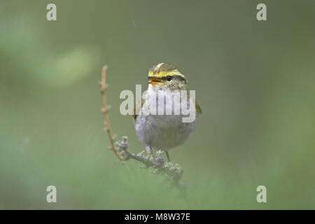 Pallass Blatt Warbler männlichen Gesang; Pallas Boszanger Mann zingend Stockfoto