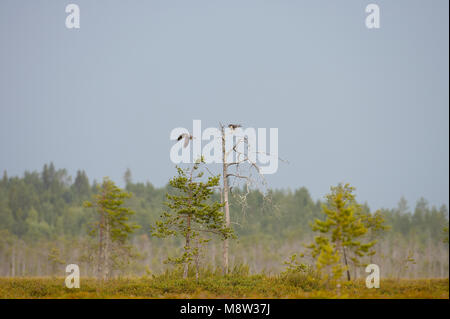 Slechtvalk, Wanderfalke FALCO PEREGRINUS Stockfoto