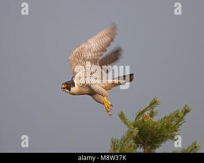 Slechtvalk, Wanderfalke FALCO PEREGRINUS Stockfoto