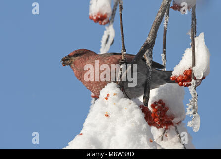 Pine Grosbeak männlichen Nahrungssuche auf Beeren in den Schnee; Haakbek Mann foeragerend op bessen in de sneeuw Stockfoto