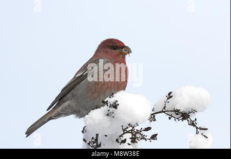 Pine Grosbeak männlichen Nahrungssuche auf Beeren in den Schnee; Haakbek Mann foeragerend op bessen in de sneeuw Stockfoto