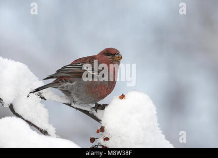 Pine Grosbeak männlichen Nahrungssuche auf Beeren in den Schnee; Haakbek Mann foeragerend op bessen in de sneeuw Stockfoto