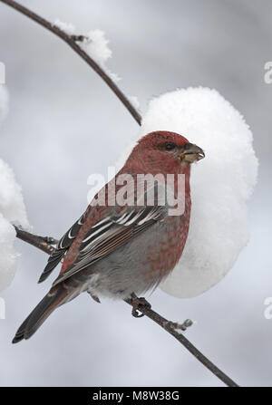 Pine Grosbeak männlichen Nahrungssuche auf Beeren in den Schnee; Haakbek Mann foeragerend op bessen in de sneeuw Stockfoto