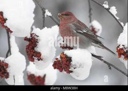 Pine Grosbeak männlichen Nahrungssuche auf Beeren in den Schnee; Haakbek Mann foeragerend op bessen in de sneeuw Stockfoto