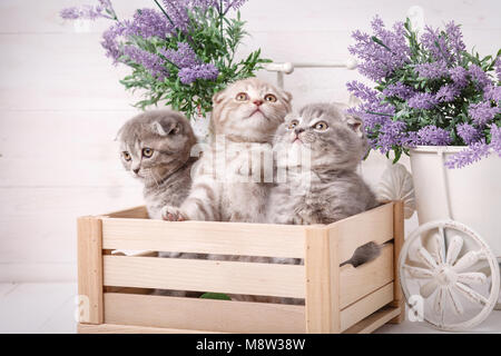 Ein Triple des Schottischen Kätzchen in einer Holzkiste. Lavendelblüten im Hintergrund Stockfoto