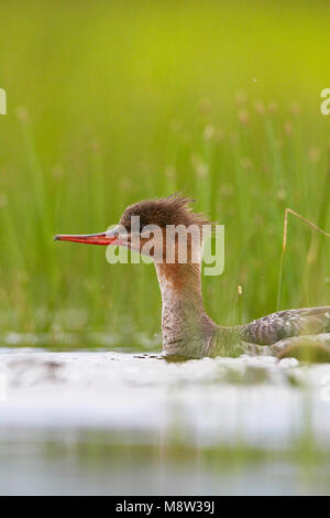 Middelste Zaagbek zwemmend vrouwtje; Red-breasted Merganser weiblichen Schwimmen Stockfoto