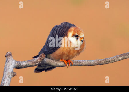 Red-Footed Roodpootvalk, Falcon, Falco vespertinus Stockfoto