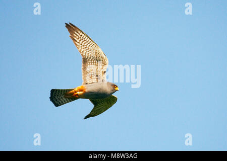 Red-Footed Roodpootvalk, Falcon, Falco vespertinus Stockfoto