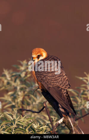 Red-Footed Roodpootvalk, Falcon, Falco vespertinus Stockfoto