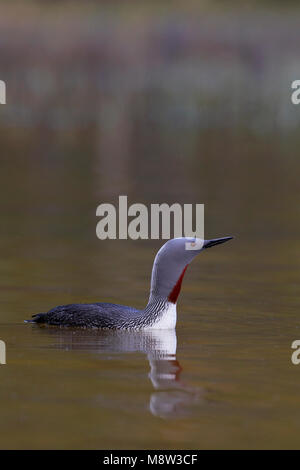 Roodkeelduiker, Red-throated Loon, Gavia Stellata Stockfoto