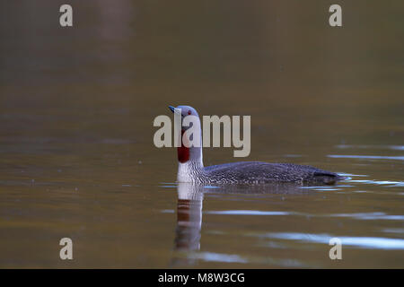 Roodkeelduiker, Red-throated Loon, Gavia Stellata Stockfoto