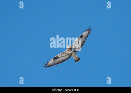 Volwassen Ruigpootbuizerd in Vlucht; Erwachsene Rough-legged Buzzard im Flug Stockfoto