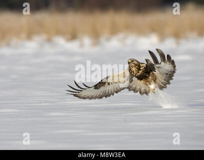 Rauen-legged Buzzard nach Jagd, Ruigpootbuizerd nach jagend Stockfoto