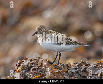 In volwassen Drieteenstrandloper zomerkleed; Erwachsene Sanderling im Sommer Gefieder Stockfoto