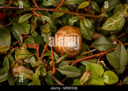 Das schneckenhaus liegt im Gras im Garten. Stockfoto