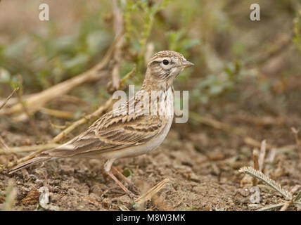 Short-toed Lerche stehend auf dem Boden; Kortteenleeuwerik staand Op de grond Stockfoto