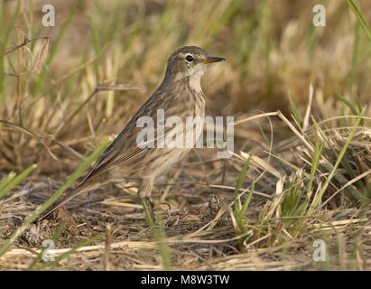 Wasser Pieper stehen im Gras; Waterpieper staand im Gras Stockfoto