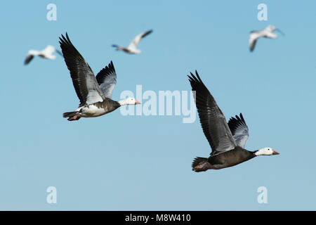 Sneeuwgans in de Vlucht; Snow Goose im Flug Stockfoto