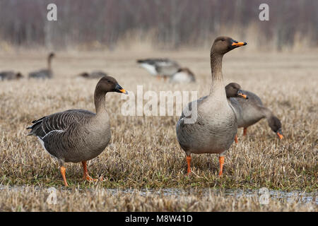 Taigarietgans, Taiga Bean Goose Stockfoto