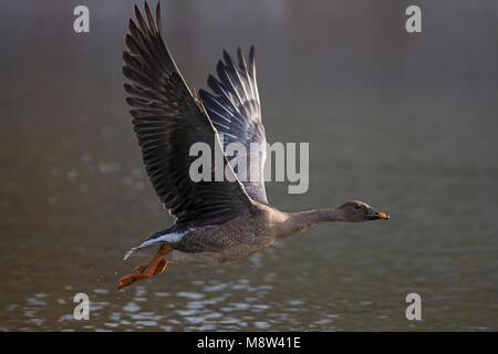 In Taigarietgans vlucht, Taiga Bean Goose im Flug Stockfoto