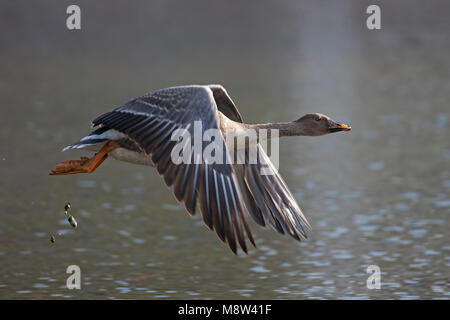 In Taigarietgans vlucht, Taiga Bean Goose im Flug Stockfoto