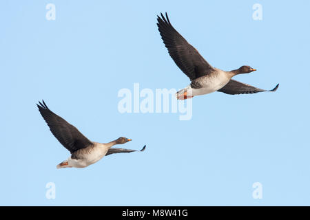 In Taigarietgans vlucht, Taiga Bean Goose im Flug Stockfoto