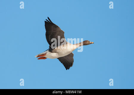 In Taigarietgans vlucht, Taiga Bean Goose im Flug Stockfoto