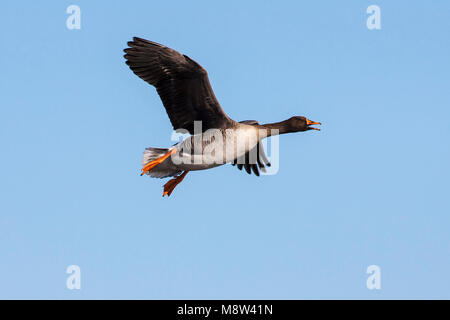 In Taigarietgans vlucht, Taiga Bean Goose im Flug Stockfoto